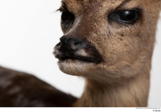 Deer doe mouth nose 0002.jpg